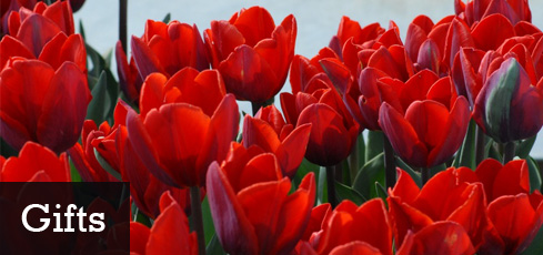 Red_Tulips